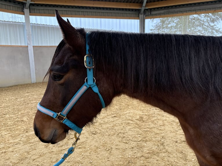 American Quarter Horse Mare 3 years 14,2 hh Roan-Bay in Burscheid