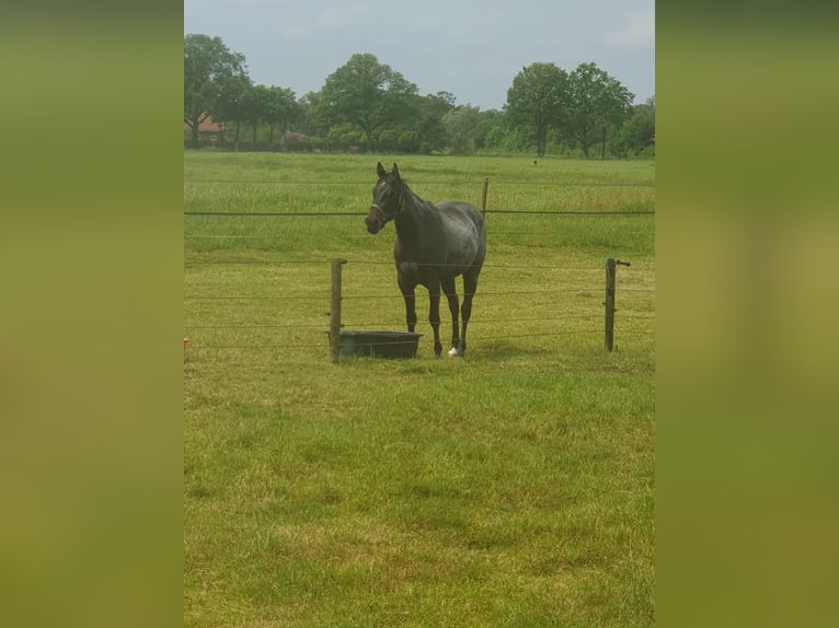 American Quarter Horse Mare 3 years 14,2 hh Roan-Bay in BARCHEM