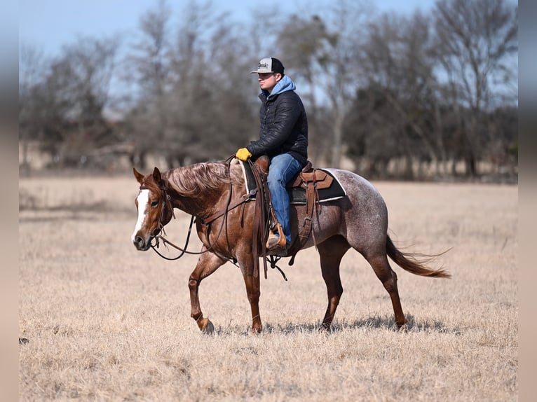 American Quarter Horse Mare 3 years 14.2 hh Roan-Red in Waco