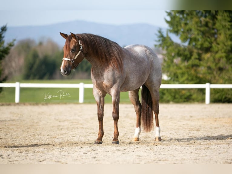 American Quarter Horse Mare 3 years 14,2 hh Roan-Red in Eging am See