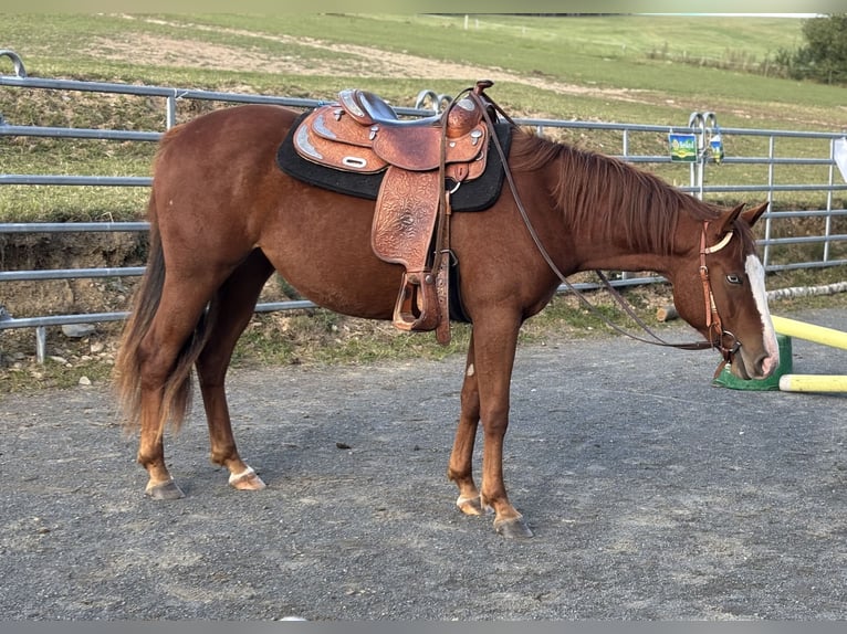 American Quarter Horse Mare 3 years 14.2 hh Sorrel in Olomouc