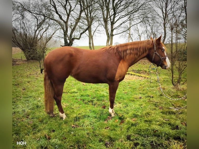 American Quarter Horse Mare 3 years 14,2 hh Sorrel in Jyderup