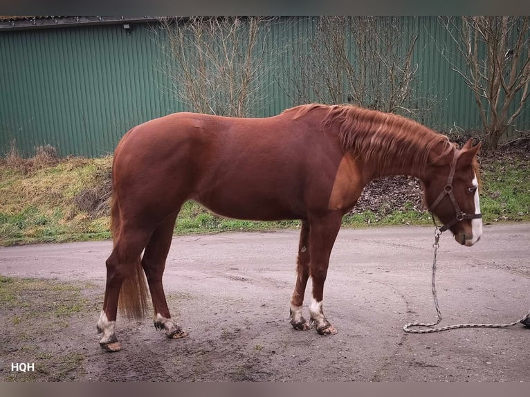 American Quarter Horse Mare 3 years 14,2 hh Sorrel in Jyderup