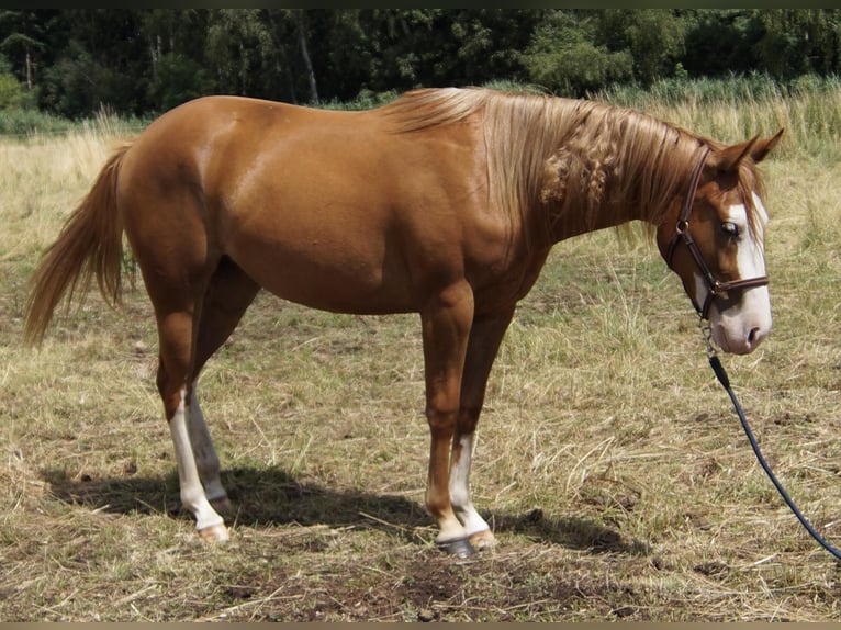 American Quarter Horse Mare 3 years 14,2 hh in Treuenbrietzen