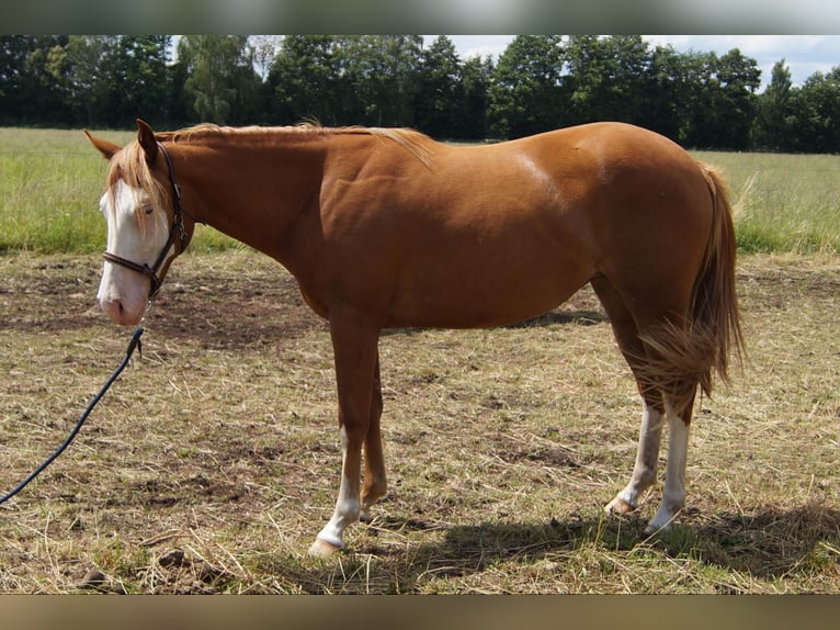 American Quarter Horse Mare 3 years 14,2 hh in Treuenbrietzen