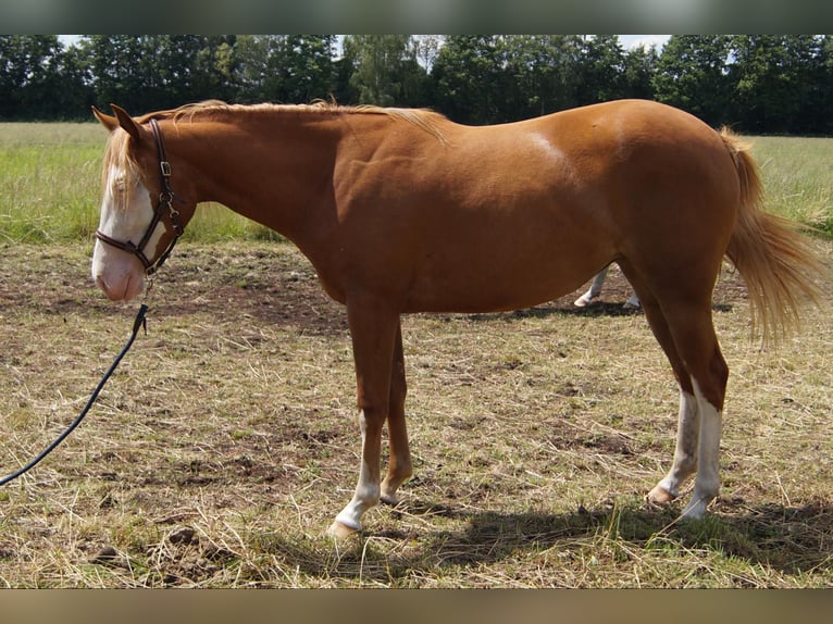 American Quarter Horse Mare 3 years 14,2 hh in Treuenbrietzen