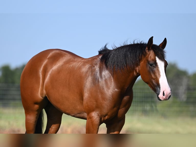 American Quarter Horse Mare 3 years 14,3 hh Bay in Waco