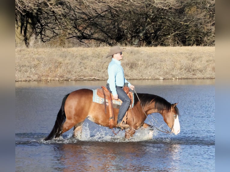 American Quarter Horse Mare 3 years 14,3 hh Bay in Buffalo, MO