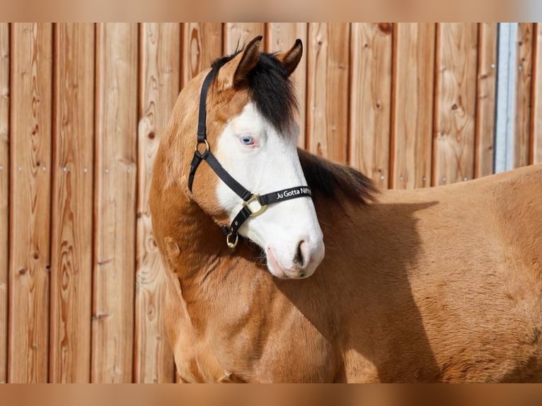 American Quarter Horse Mare 3 years 14.3 hh Buckskin in Hundsangen