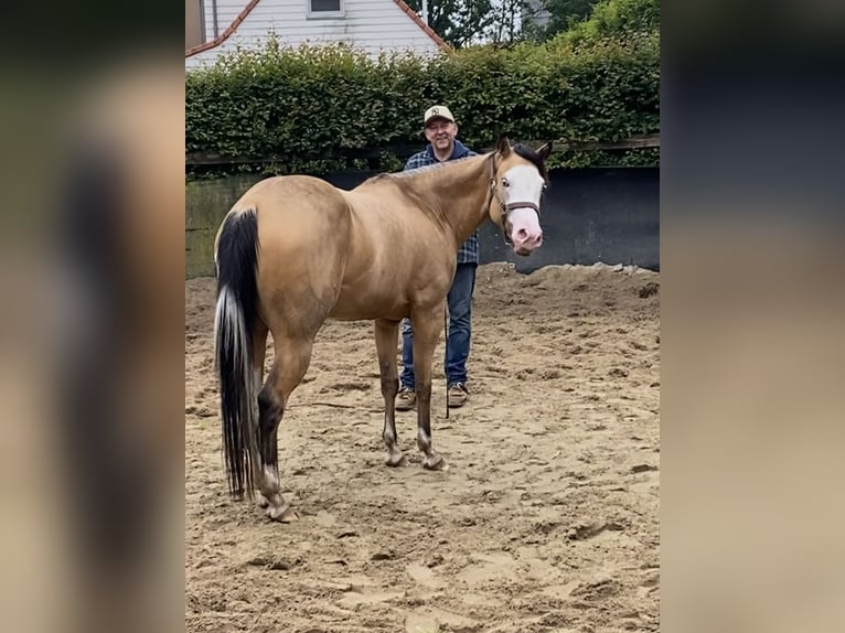 American Quarter Horse Mare 3 years 14,3 hh Buckskin in Lille