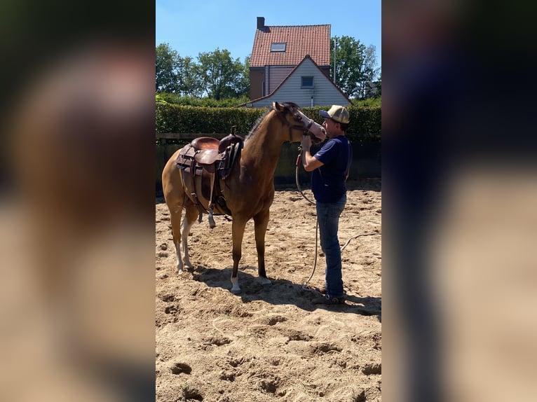 American Quarter Horse Mare 3 years 14,3 hh Buckskin in Lille