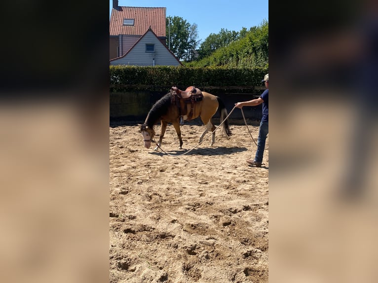 American Quarter Horse Mare 3 years 14,3 hh Buckskin in Lille