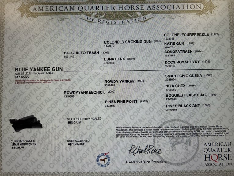 American Quarter Horse Mare 3 years 14,3 hh Buckskin in Lille