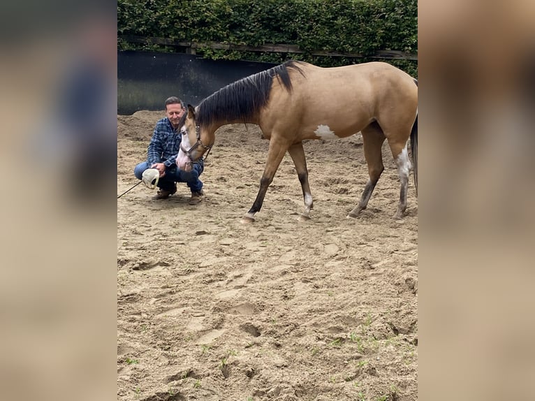 American Quarter Horse Mare 3 years 14,3 hh Buckskin in Lille