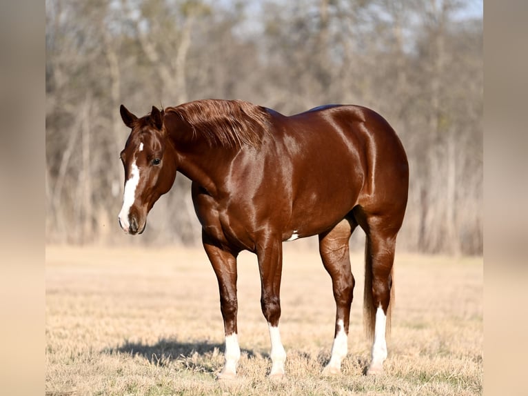 American Quarter Horse Mare 3 years 14.3 hh Chestnut in Waco