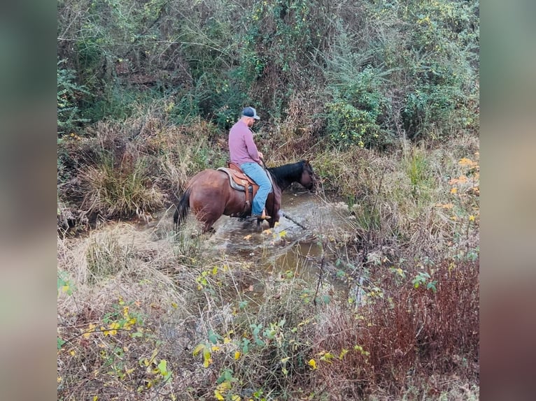 American Quarter Horse Mare 3 years 14,3 hh Dun in Bloomburg, TX