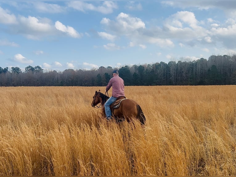 American Quarter Horse Mare 3 years 14,3 hh Dun in Bloomburg, TX