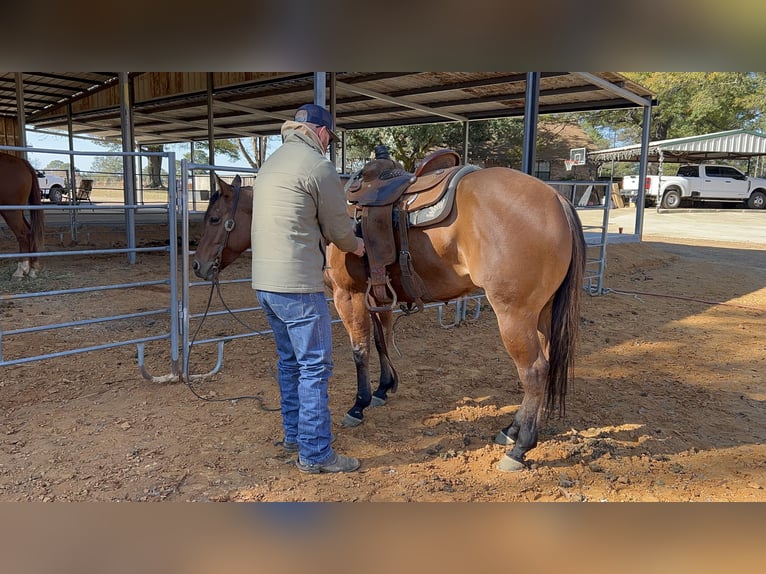 American Quarter Horse Mare 3 years 14,3 hh Dun in Bloomburg, TX