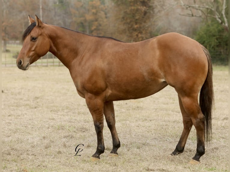 American Quarter Horse Mare 3 years 14,3 hh Dun in Bloomburg, TX