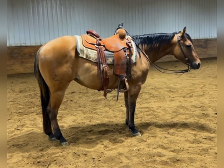 American Quarter Horse Mare 3 years 14,3 hh Dun in Bloomburg, TX