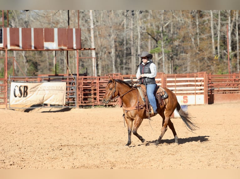 American Quarter Horse Mare 3 years 14,3 hh Dun in Bloomburg, TX