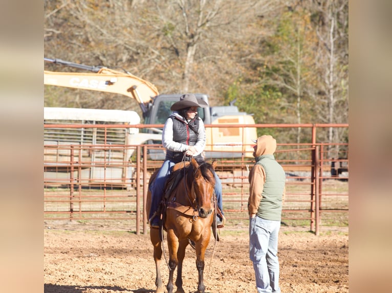 American Quarter Horse Mare 3 years 14,3 hh Dun in Bloomburg, TX