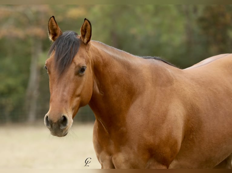 American Quarter Horse Mare 3 years 14,3 hh Dun in Bloomburg, TX