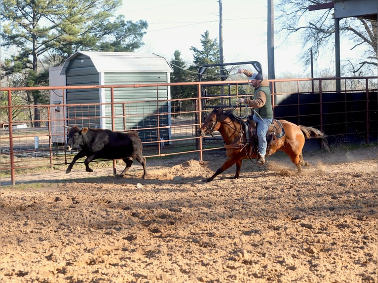 American Quarter Horse Mare 3 years 14,3 hh Dun in Bloomburg, TX