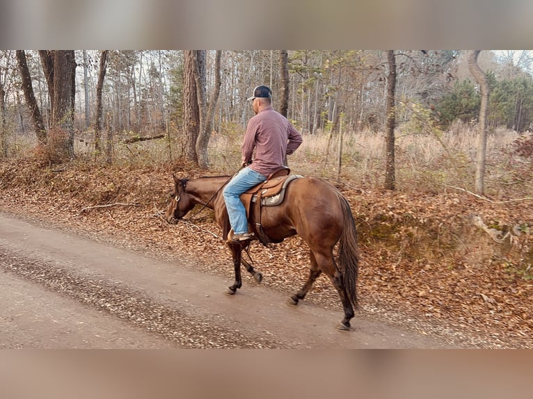 American Quarter Horse Mare 3 years 14,3 hh Dun in Bloomburg, TX