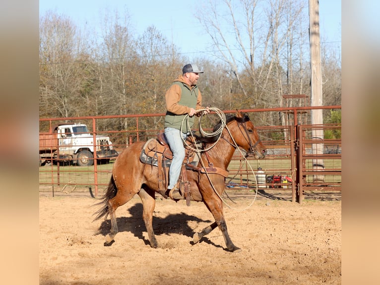 American Quarter Horse Mare 3 years 14,3 hh Dun in Bloomburg, TX