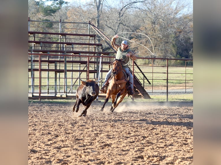 American Quarter Horse Mare 3 years 14,3 hh Dun in Bloomburg, TX