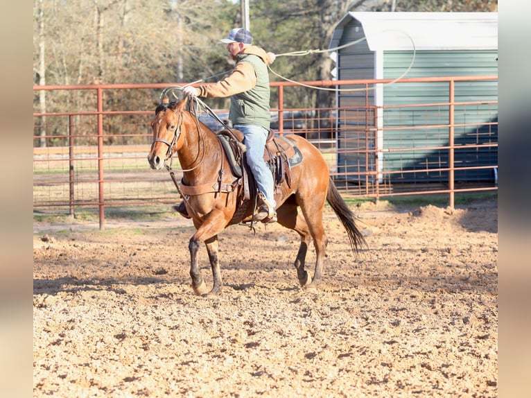 American Quarter Horse Mare 3 years 14,3 hh Dun in Bloomburg, TX