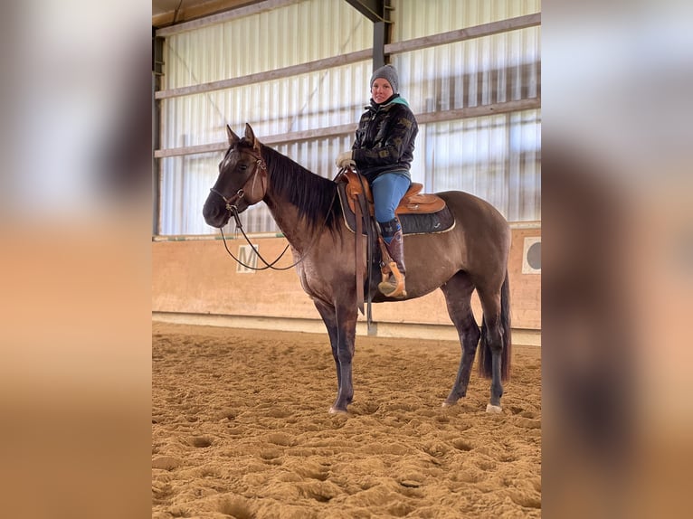 American Quarter Horse Mare 3 years 14.3 hh Grullo in Bünde