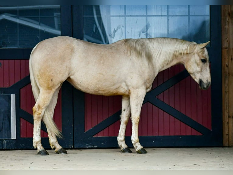 American Quarter Horse Mare 3 years 14.3 hh Palomino in Rebersburg
