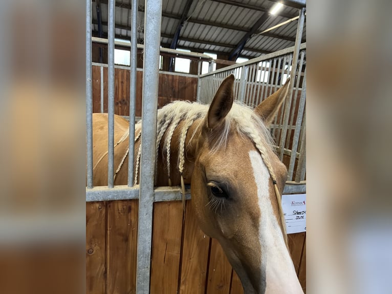 American Quarter Horse Mare 3 years 14,3 hh Palomino in Dossenheim