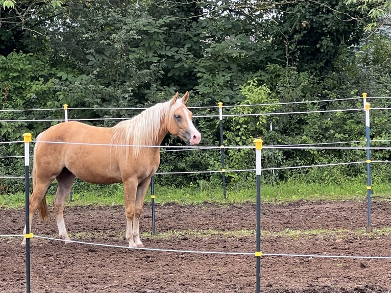 American Quarter Horse Mare 3 years 14,3 hh Palomino in Dossenheim