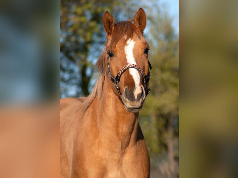 American Quarter Horse Mare 3 years 14.3 hh Red Dun in Rudolstadt