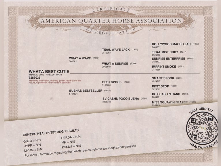 American Quarter Horse Mare 3 years 14.3 hh Red Dun in Rudolstadt