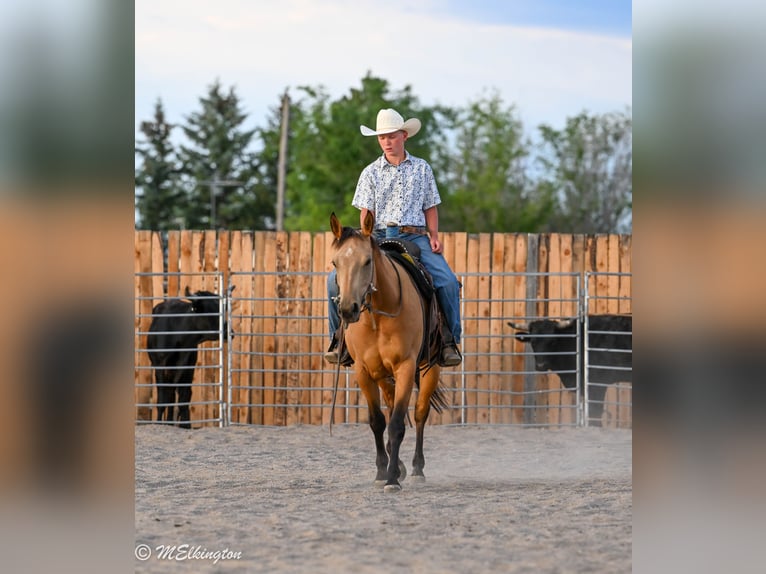 American Quarter Horse Mare 3 years 14 hh Buckskin in Rigby