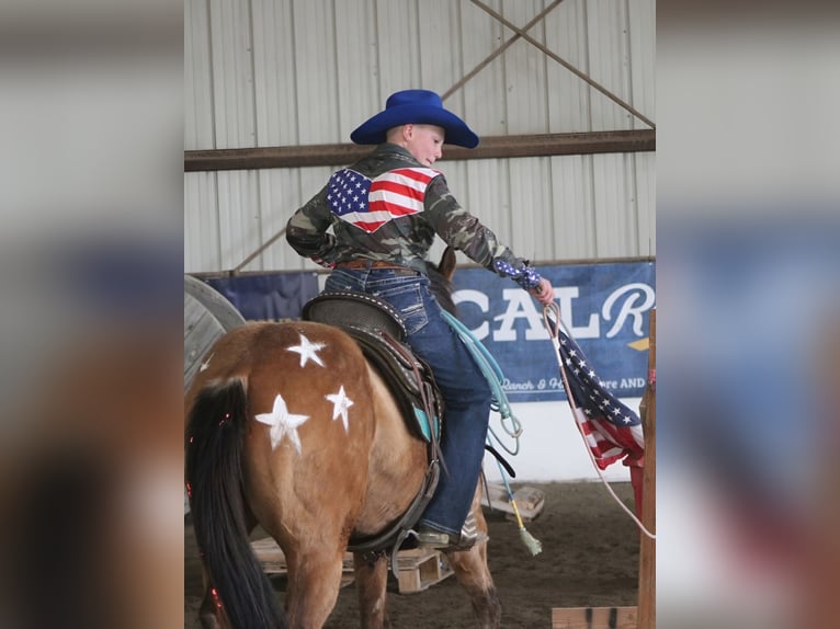 American Quarter Horse Mare 3 years 14 hh Buckskin in Rigby