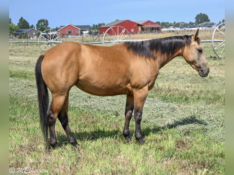 American Quarter Horse Mare 3 years 14 hh Buckskin in Rigby