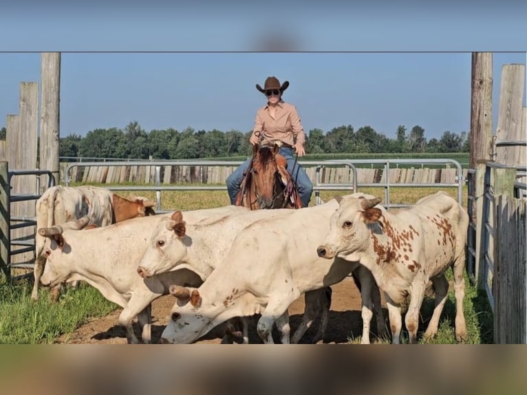 American Quarter Horse Mare 3 years 14 hh Red Dun in Sandborn