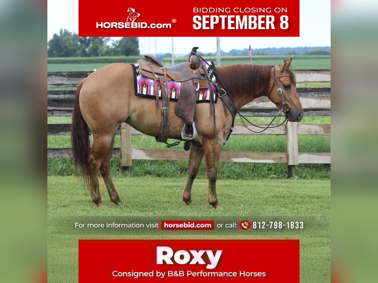 American Quarter Horse Mare 3 years 14 hh Red Dun in Sandborn