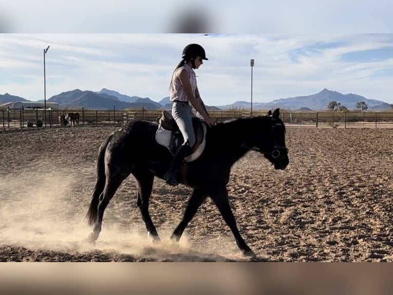 American Quarter Horse Mare 3 years 14 hh Roan-Blue in Marana