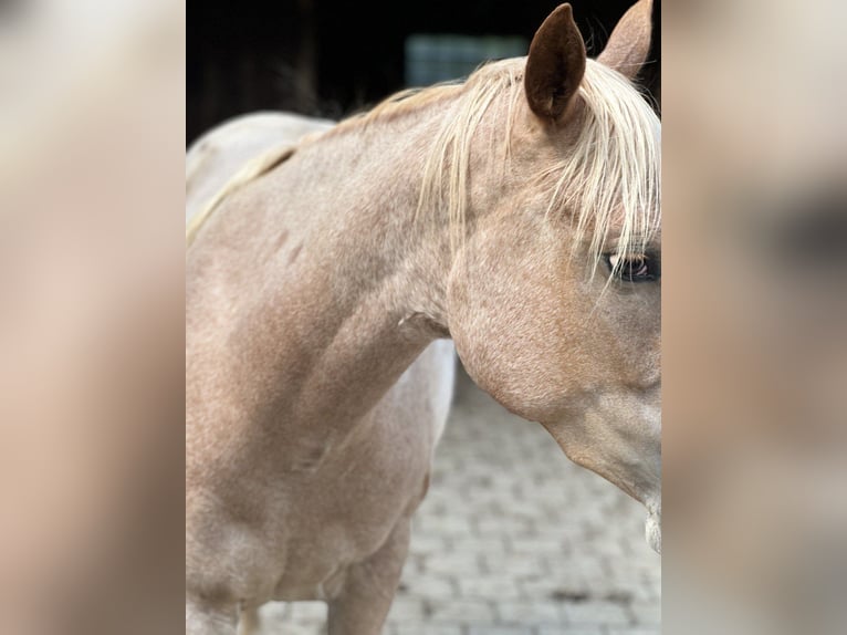 American Quarter Horse Mare 3 years 14 hh Roan-Red in Blaubeuren