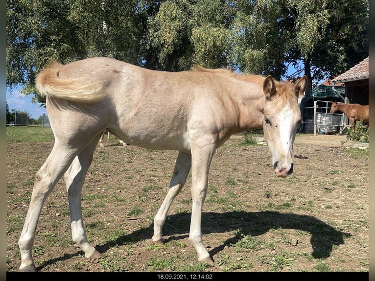 American Quarter Horse Mare 3 years 14 hh Roan-Red in Blaubeuren