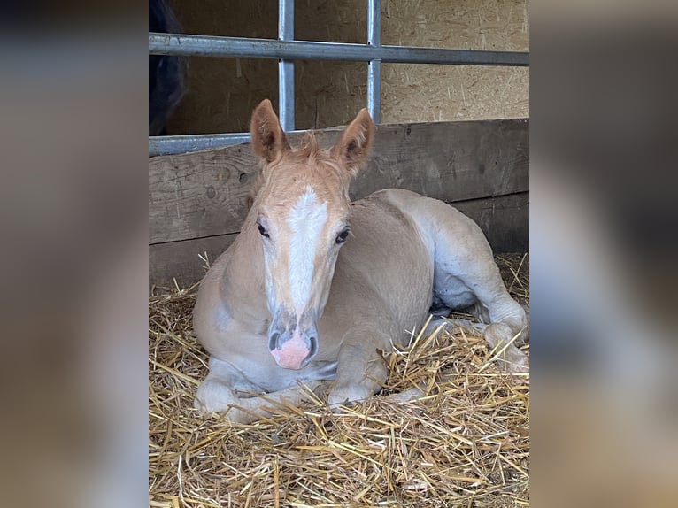 American Quarter Horse Mare 3 years 14 hh Roan-Red in Blaubeuren