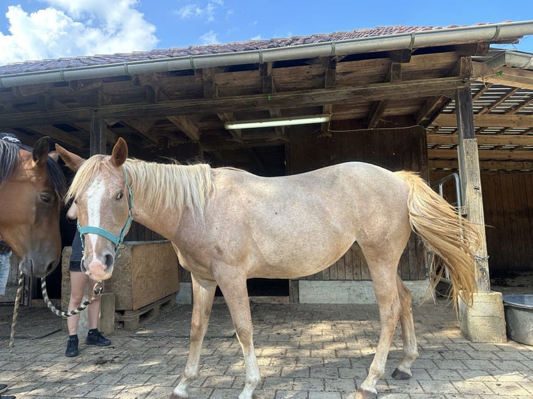 American Quarter Horse Mare 3 years 14 hh Roan-Red in Blaubeuren