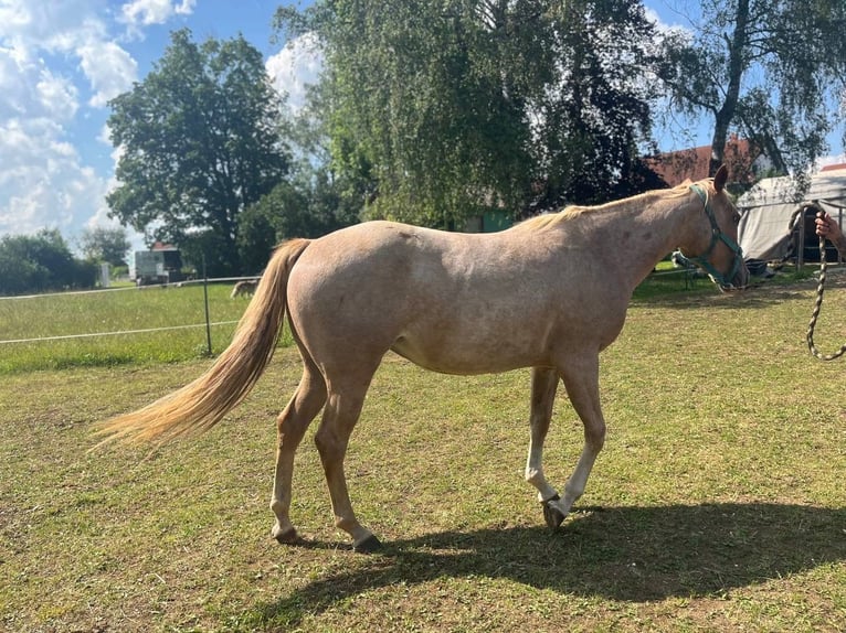 American Quarter Horse Mare 3 years 14 hh Roan-Red in Blaubeuren