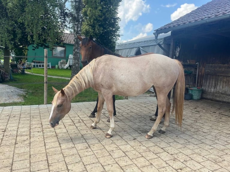 American Quarter Horse Mare 3 years 14 hh Roan-Red in Blaubeuren